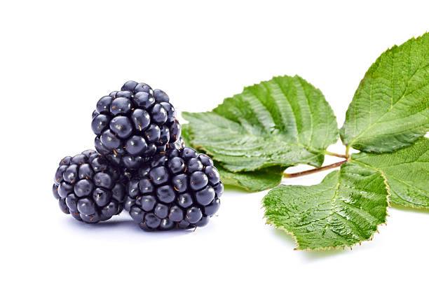istock bramble fruit healthy food 533853408