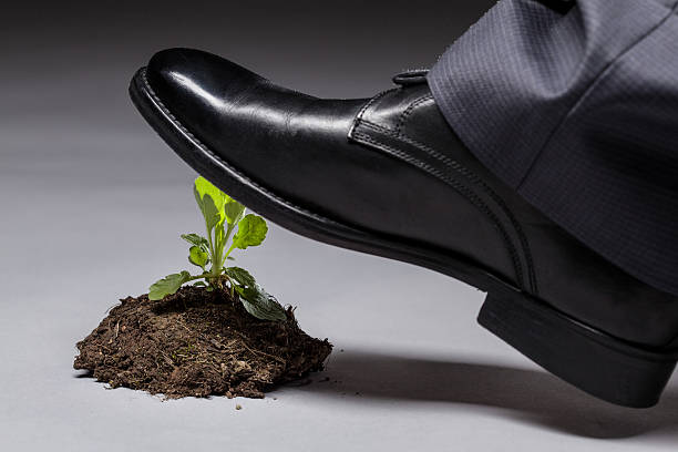istock Male foot in black shoe trampling a young sprout 533853426