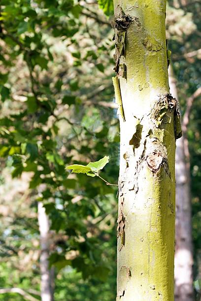 istock The revival of the tree 533853783