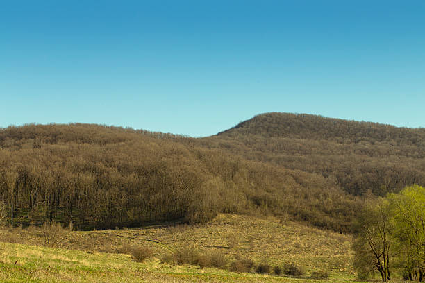istock Nature of autumn forest trees. 533854106