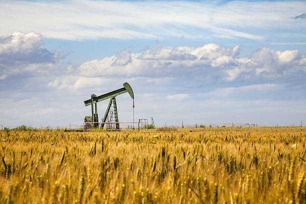 solitario aceite pumpjack en medio de un campo de trigo de oro - pozo de petróleo fotografías e imágenes de stock