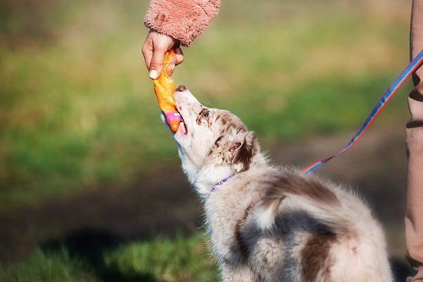 istock puppy borde collie with toy 533856800