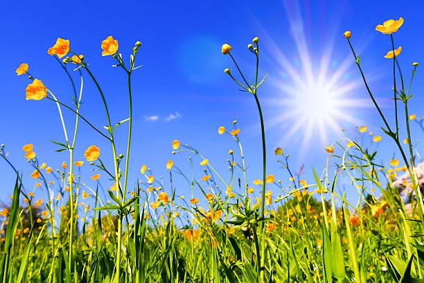 istock Meadow with wildflowers 533857918