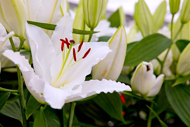 istock White lily in the garden . 533857976