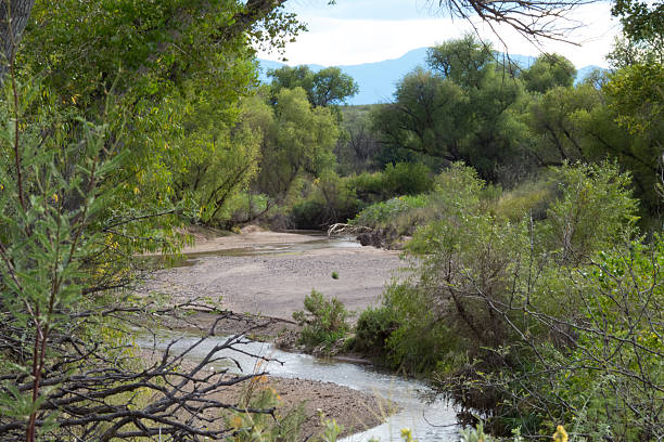 l'oasi nel deserto - riparian forest foto e immagini stock