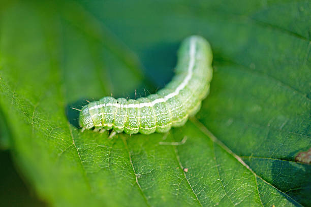 istock The big green caterpillar on a leaf 533859726