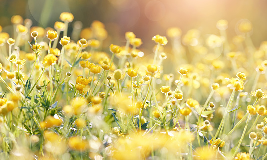 Background with yellow flowers of a buttercup