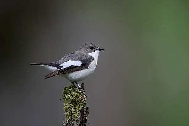 Pied flycatcher, Ficedula hypoleuca, single male on branch, Worcestershire, May 2016