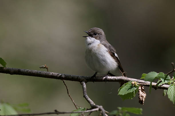 istock Pied flycatcher, Ficedula hypoleuca 533862716