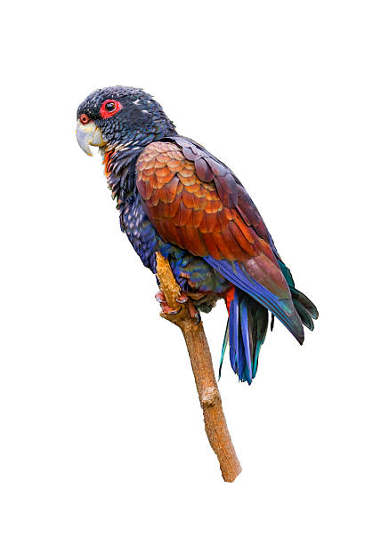 istock Isolated South American Tropical Parrot 533863038
