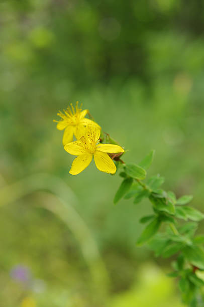 istock St John's wort (Hypericum perforatum) flowers closeup 533863440