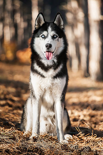 istock The blue-eyed Siberian Husky 533863650