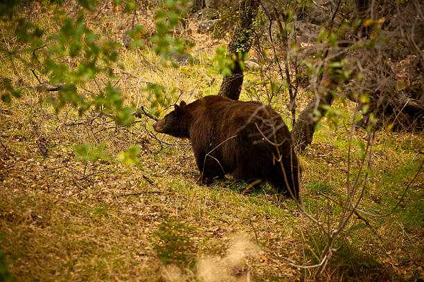 Sequoia Bear stock photo