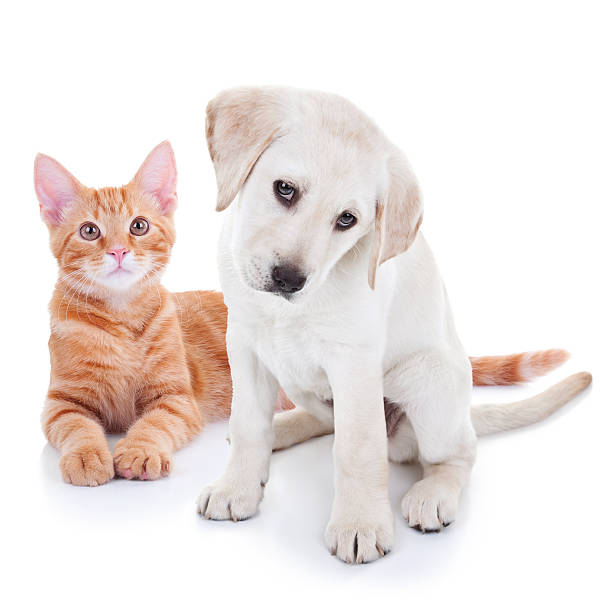 istock Puppy Dog and Kitten Cat Pets 533863944