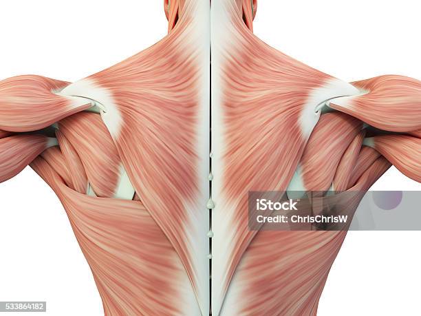 Anatomía Humana Torso Músculos De La Espalda Dolor Ilustración 3d Foto de stock y más banco de imágenes de Anatomía