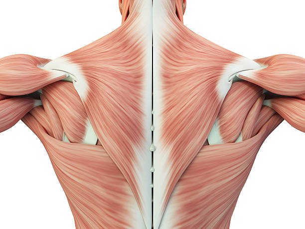 istock Human anatomy torso back muscles, pain. 3D Illustration. 533864182
