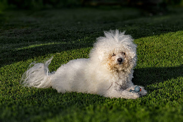 Fluffy white dog playing with a rubber duck