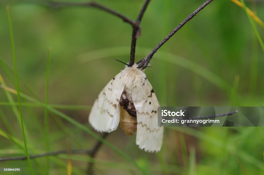Gypsy moth (Lymantria dispar) on a twig in a forest Moth Stock Photo