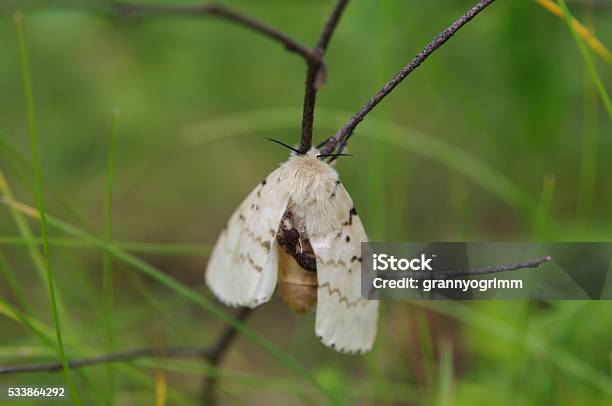 Gypsy Moth On A Twig In A Forest Stock Photo - Download Image Now