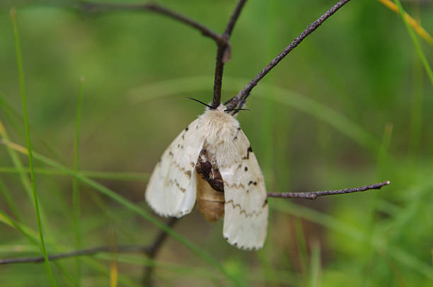 ćma cygańska (lymantria dispar) na gałązce w lesie - moth zdjęcia i obrazy z banku zdjęć