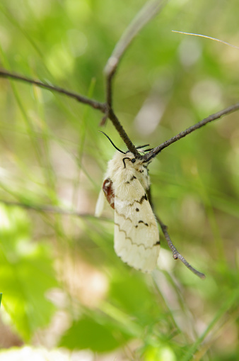 Gypsy moth (Lymantria dispar) on a twig in a forest