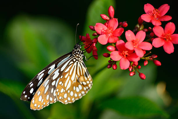 istock beautiful butterfly sitting in the flower 533864548