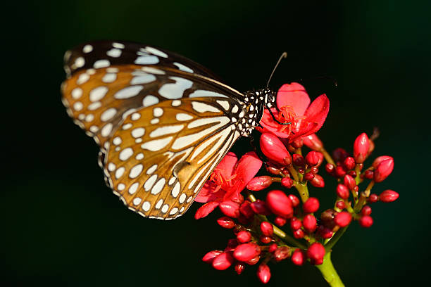 istock beautiful butterfly sitting in the flower 533864580