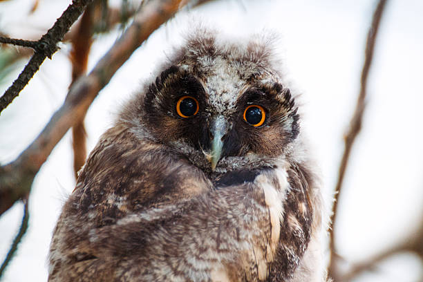istock Owlet of long eared owl. 533865162