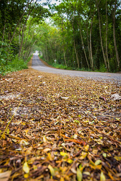 istock dried leaves on road with tree tunnel 533871423