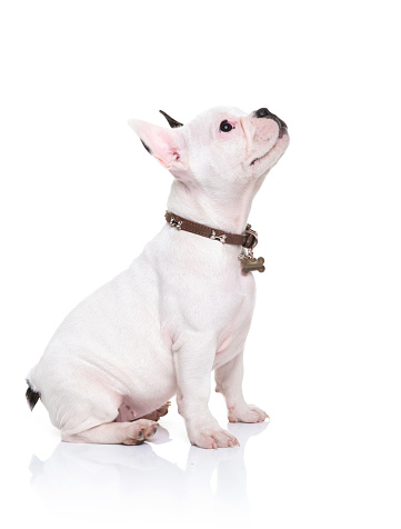 side view of a little french bulldog puppy sitting and looking up to something on white background