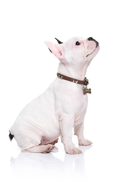 french bulldog puppy sitting and looking up to something side view of a little french bulldog puppy sitting and looking up to something on white background french bulldog puppies stock pictures, royalty-free photos & images