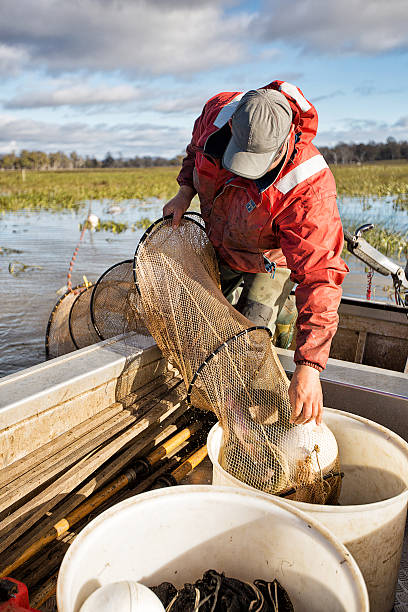 enguia fisherman - eel trap - fotografias e filmes do acervo