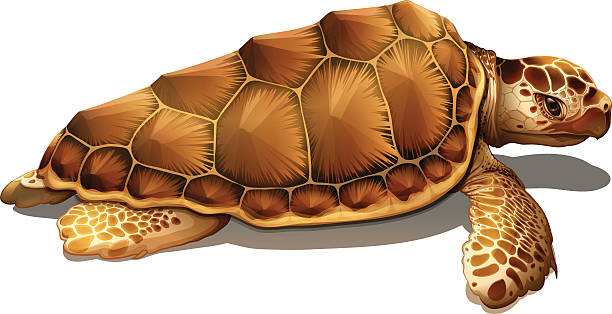 bildbanksillustrationer, clip art samt tecknat material och ikoner med loggerhead sea turtle - allätare