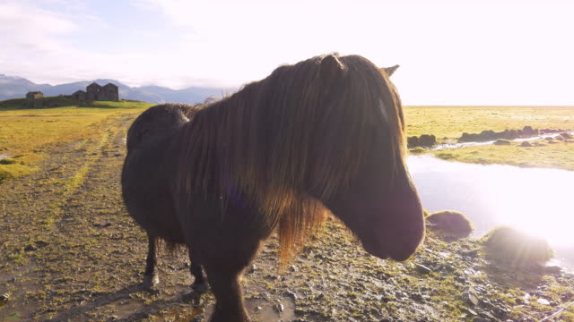 Icelandic horse and old farm house