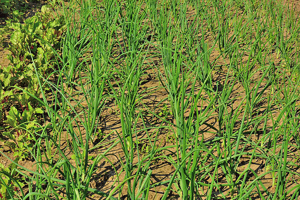 istock Bed of onions 533885979