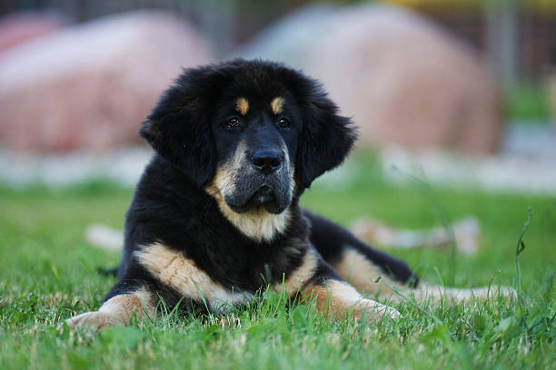 istock Tibetan mastiff puppy 533886065