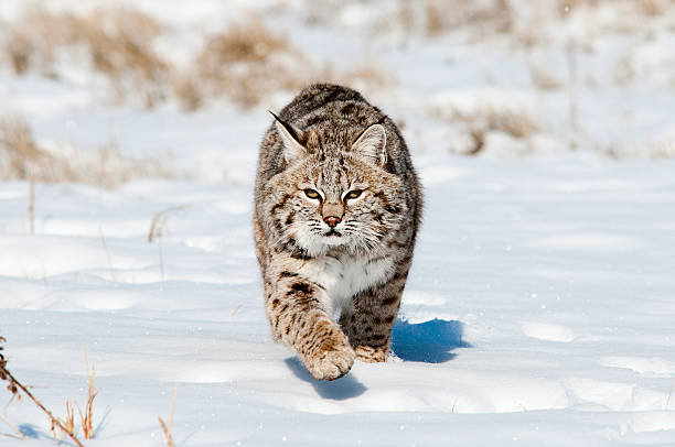 Bobcat in winter Bobcat hunting in fresh snow prowling stock pictures, royalty-free photos & images