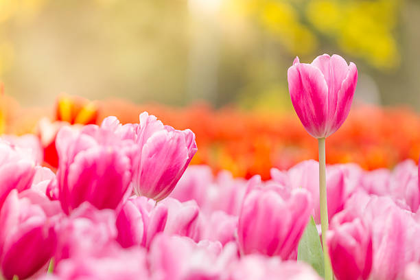 istock Beautiful pink tulips in the spring time 533888209