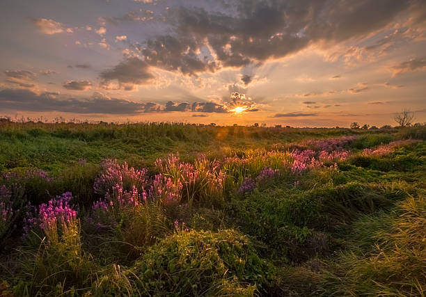 istock Landscape, sunny dawn, sunrays in fog 533888537