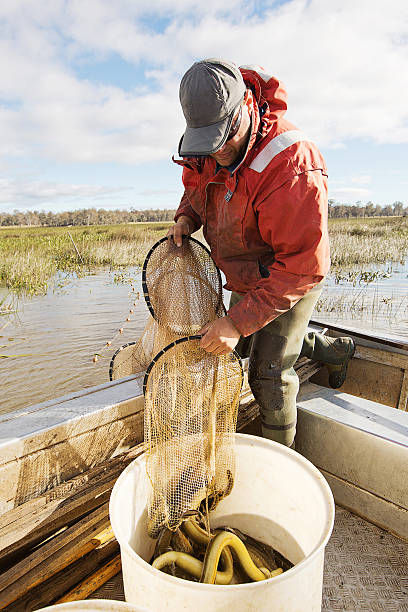 enguia fisherman - eel trap - fotografias e filmes do acervo