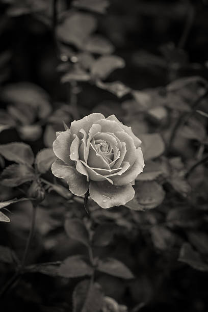 istock beautiful fairy roses flowers. 533890203