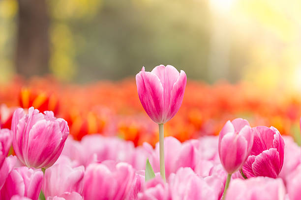 istock Beautiful pink tulips in the spring time 533890803