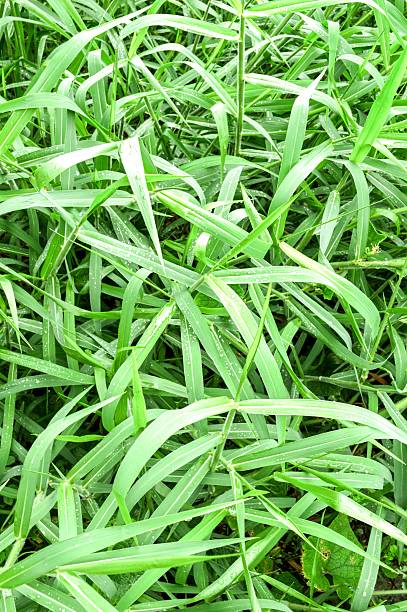 istock Paragrass in garden 533891317