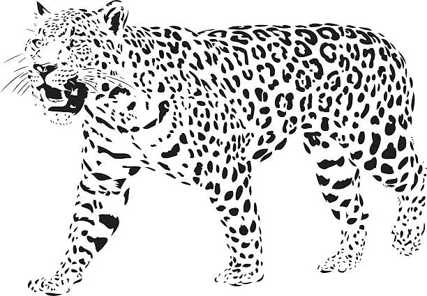 Vector illustration of Jaguar illustration B&W