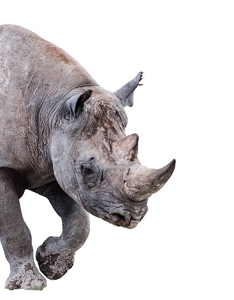 rinoceronte-negro/gancho-rinoceronte de lábios, diceros bicornis, isolada no branco " - bicornis - fotografias e filmes do acervo