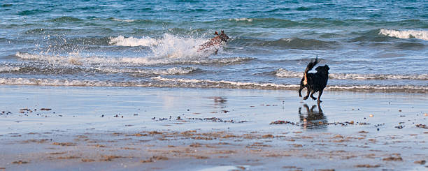istock Dogs playing on the beach 533892562