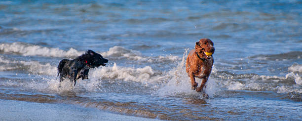 istock Chasing dogs in water 533892828