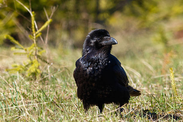 istock Raven eating his prey - goatling 533892964
