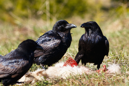 Ravens eating their prey - goatling