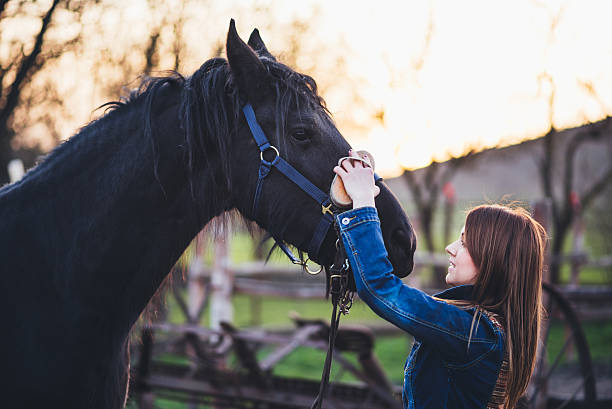 istock Young woman brushing his horse 533893146